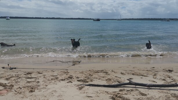 A beach with sand, a fishing rod, and a dog playing in the water. - Jack's Shack - Burrum Heads - Relax, fish and swim (Burrum Heads)