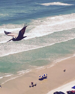 A beach scene with a large bird flying over the water, a sandy shore, and a few beach umbrellas. - DAYTONA GETAWAY OCEAN FRONT CONDO (Daytona Beach)