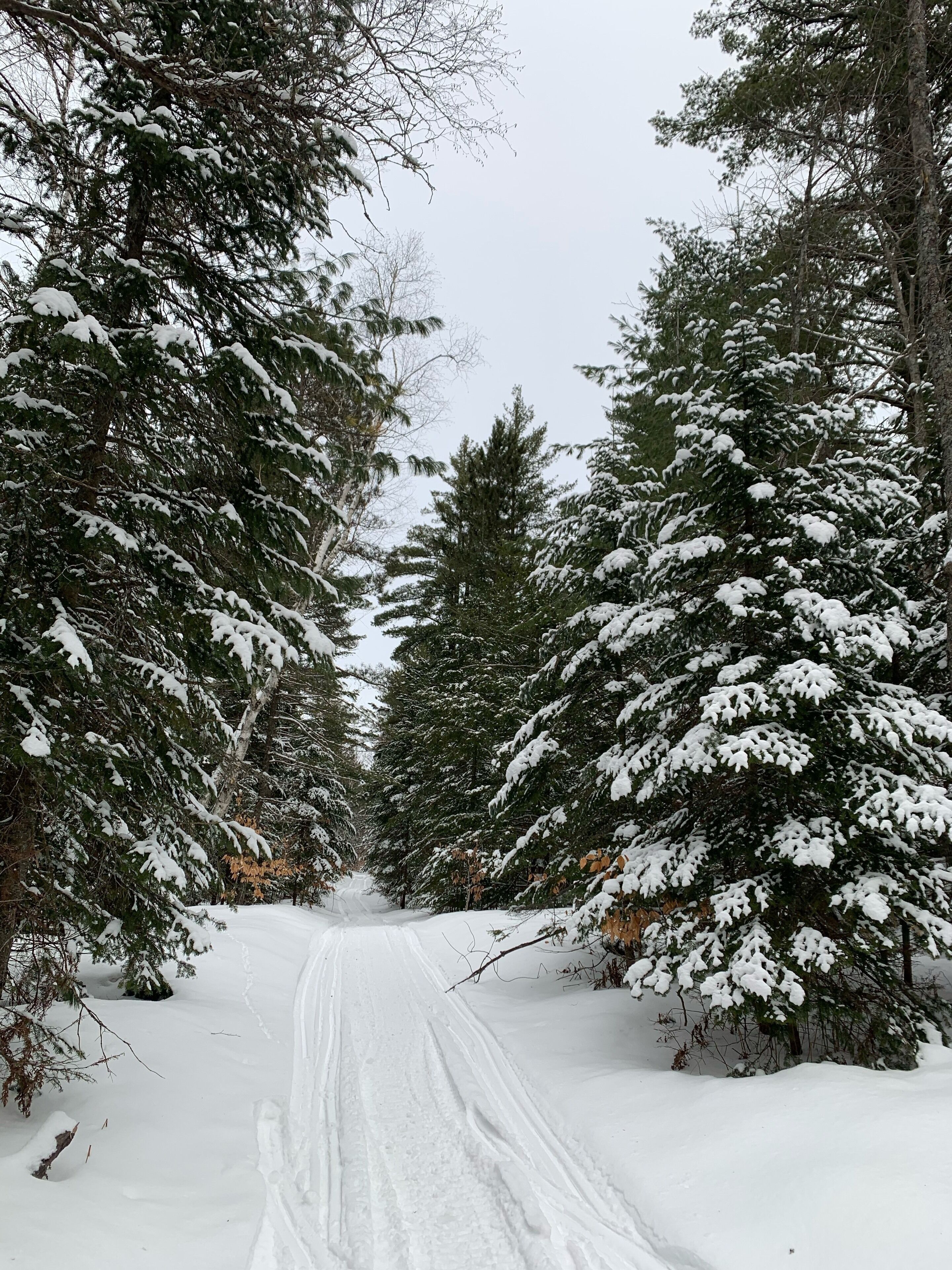 A snow-covered path flanked by evergreen trees.