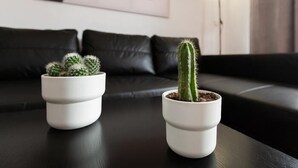 Deux cactus en pot sont posés sur une table sombre, devant un canapé en cuir noir, et un tableau est visible à l’arrière-plan.