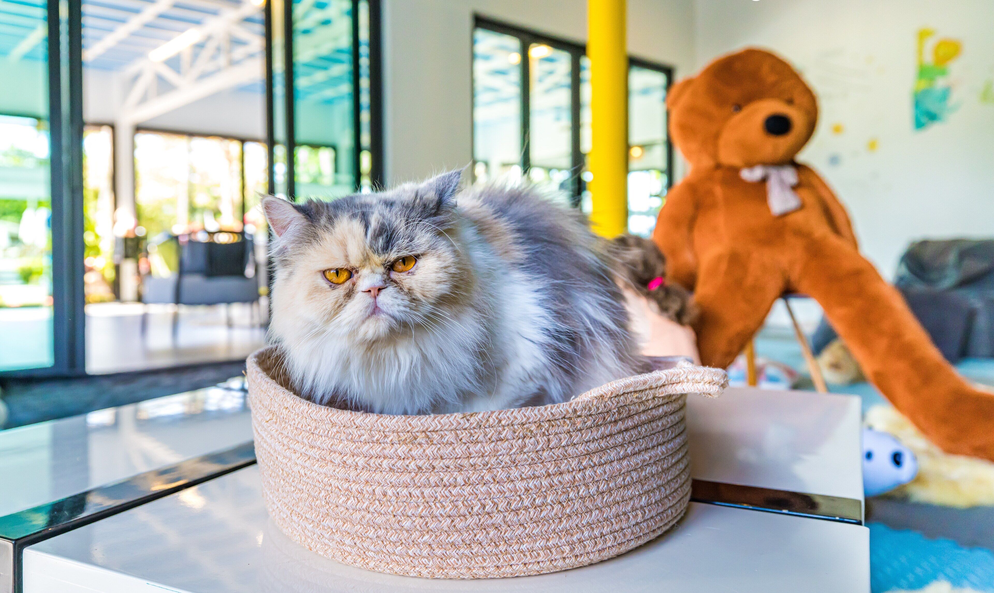 Un gato esponjoso en una cesta tejida sobre una mesa, con un gran oso de peluche al fondo.