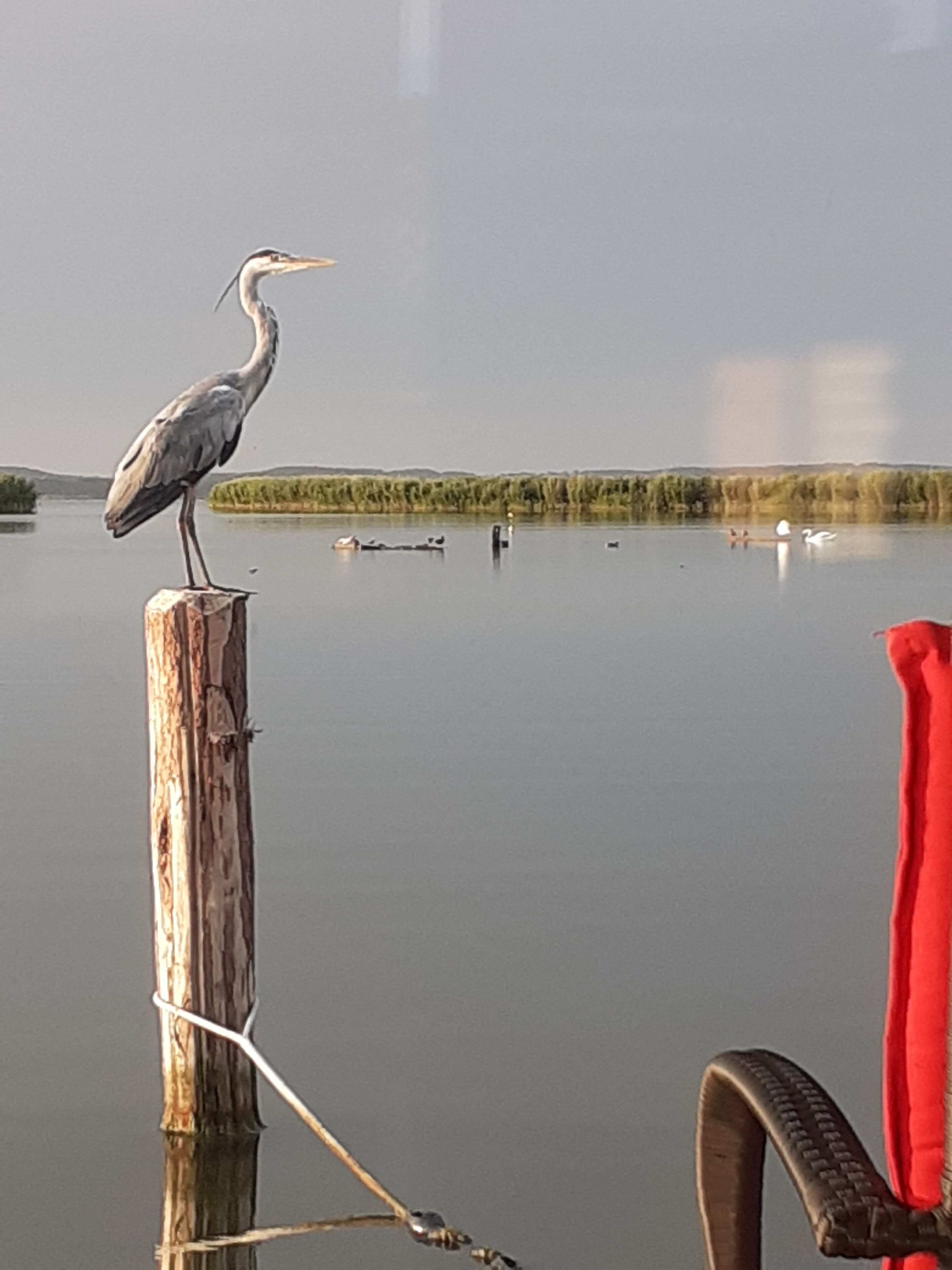 Un pájaro posado en un poste de madera junto a un lago tranquilo con una orilla lejana.
