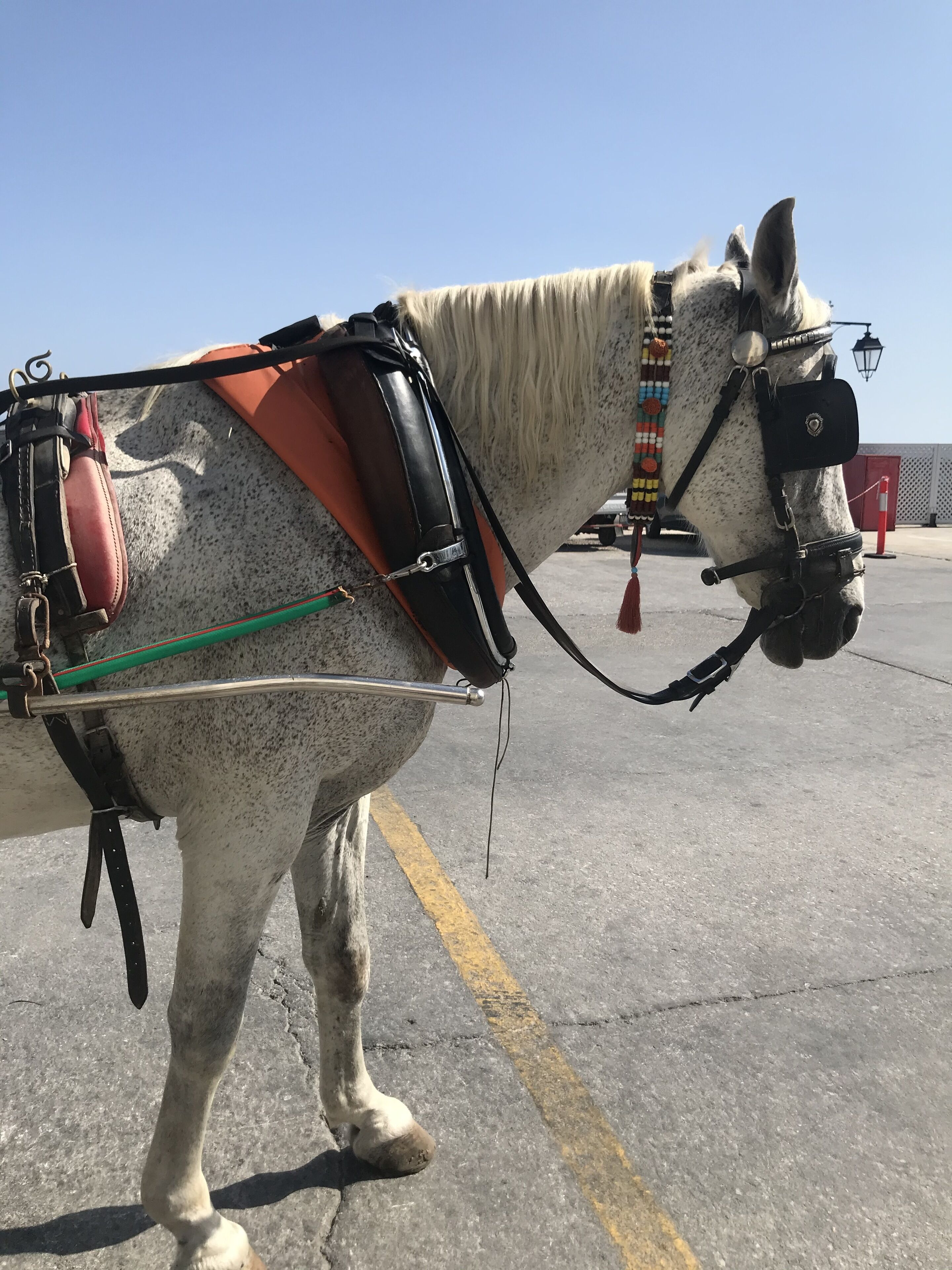 A horse with a harness and saddle, standing on a paved surface.