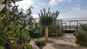 Ein Gartenweg mit verschiedenen Pflanzen und einem Kaktus.