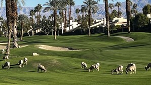Een golfbaan met een helder uitzicht op de fairway, zandbunkers en een achtergrond van palmbomen en bergen.