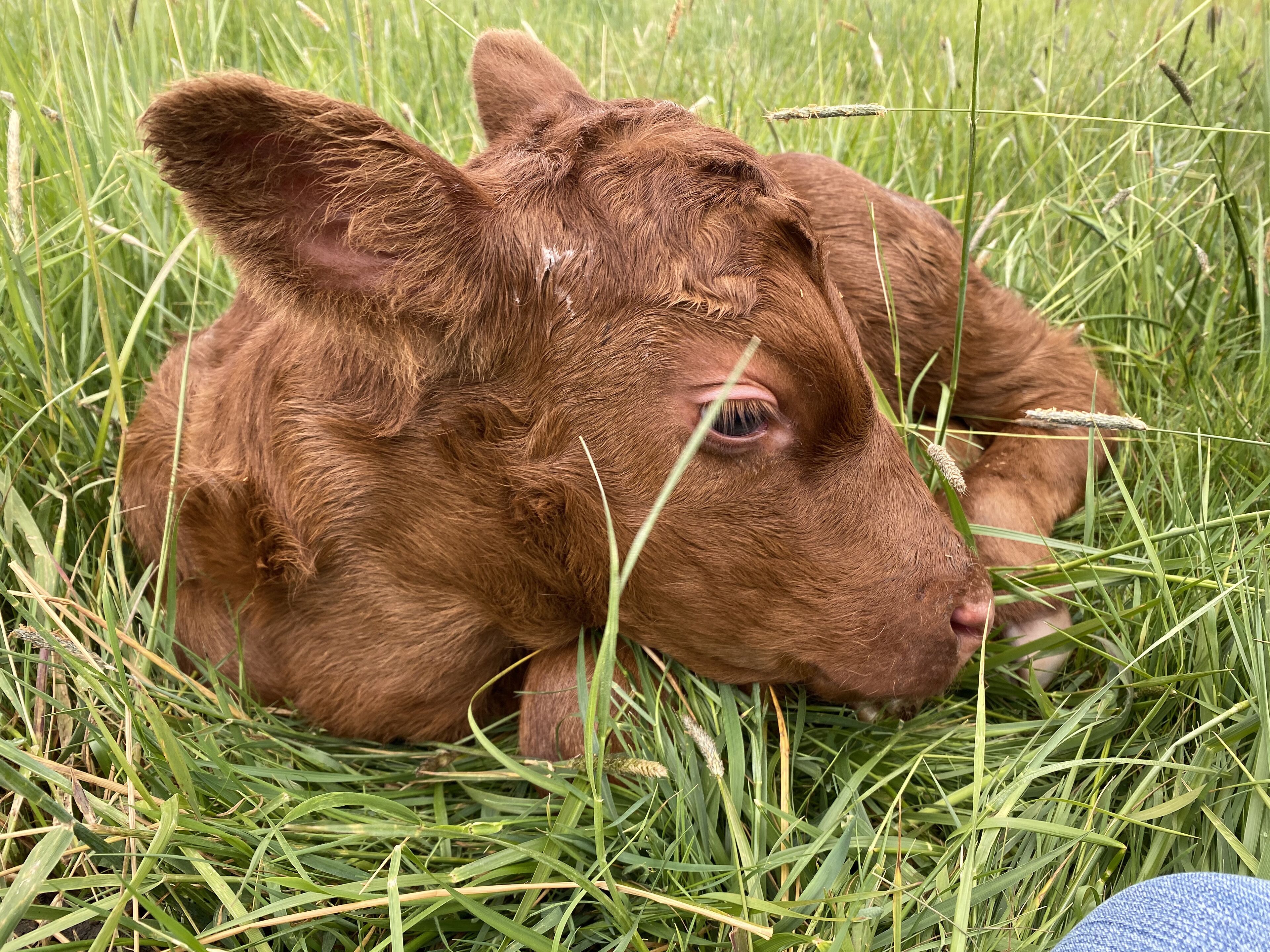 Een kalfje ligt in hoog, groen gras.