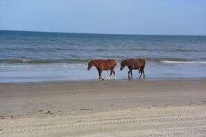 Chaises longues, serviettes de plage
