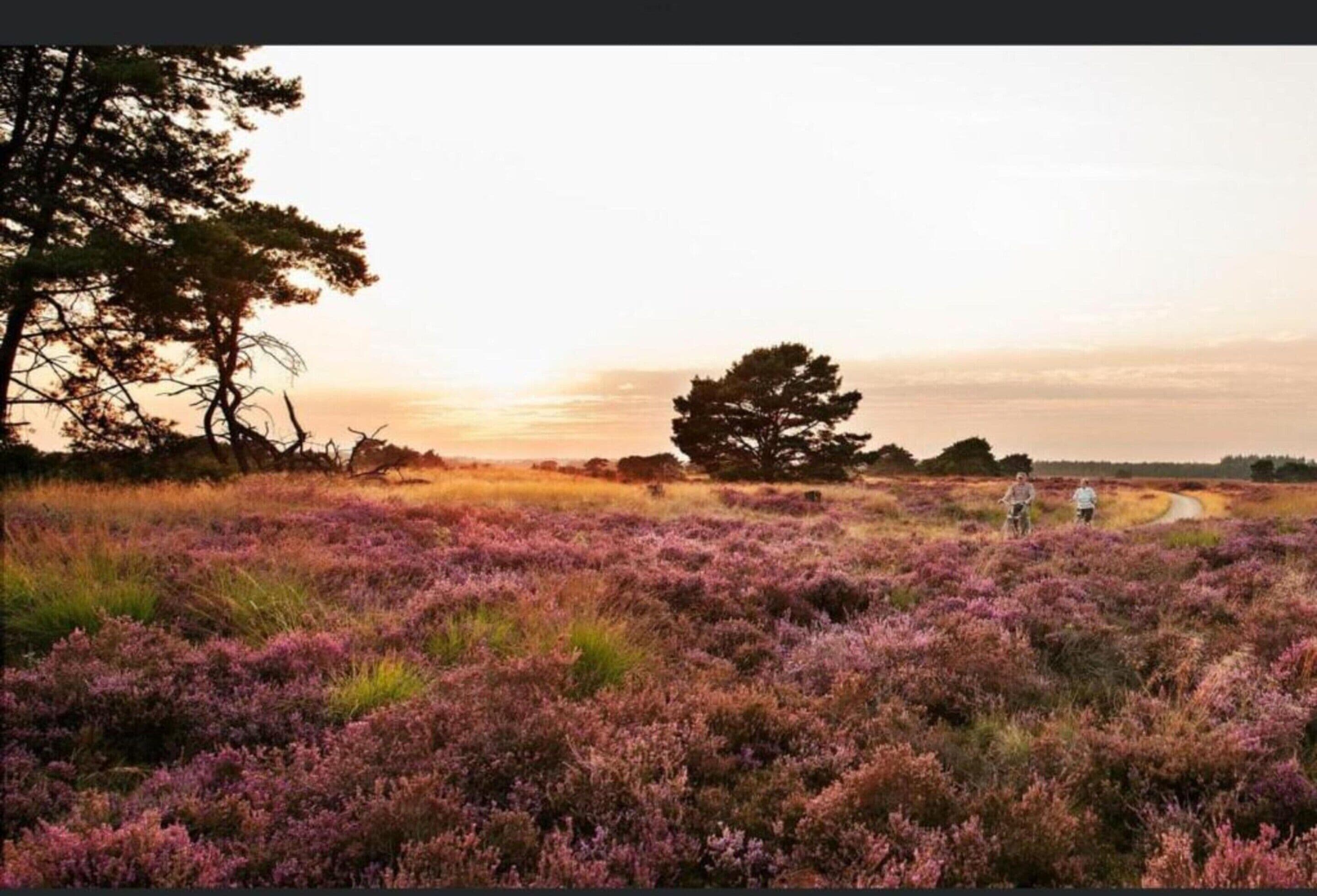 A field of purple heather with a path and two people cycling, and a large tree on the left.
