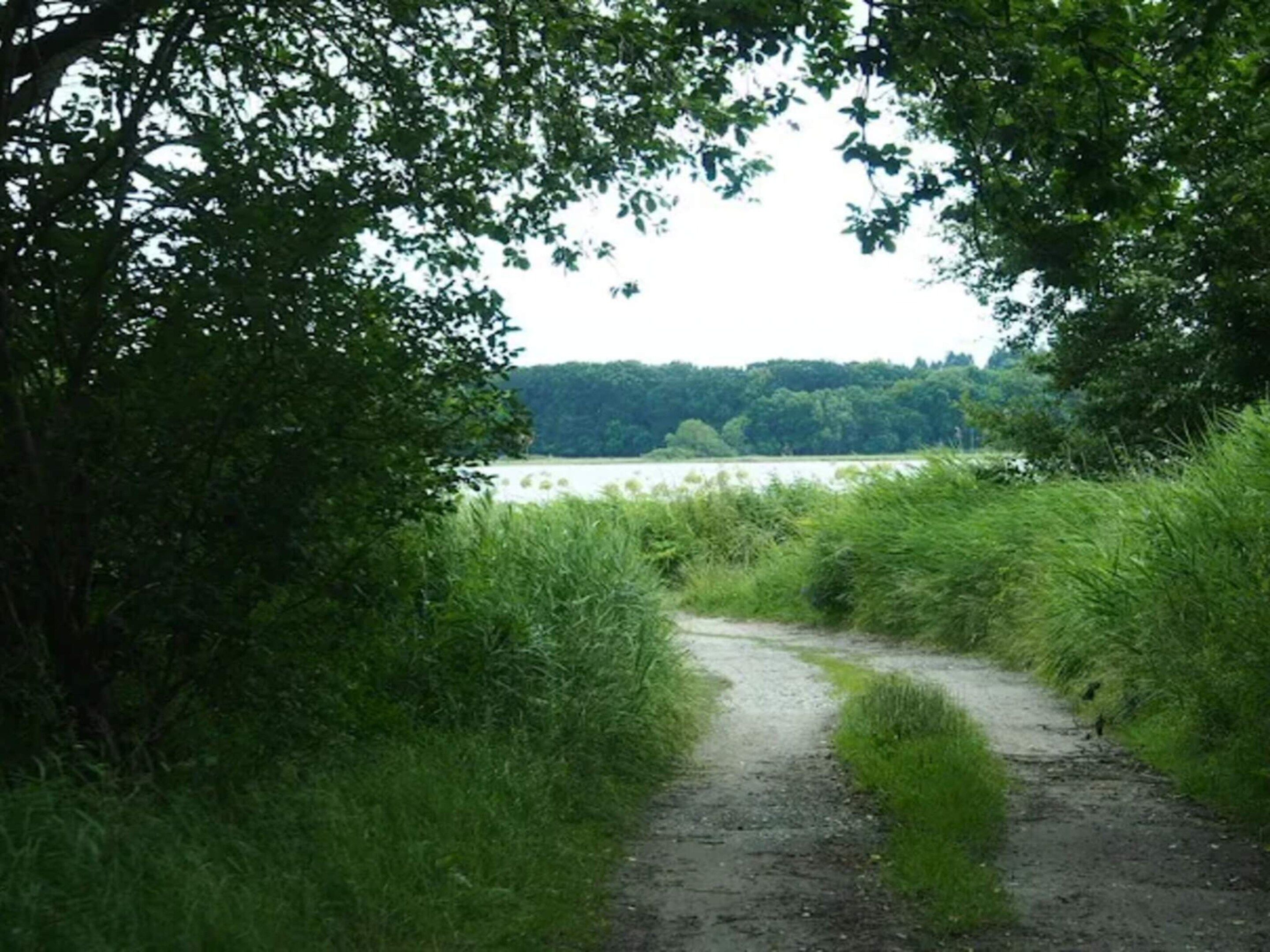 A dirt path leading to a lake surrounded by dense greenery.