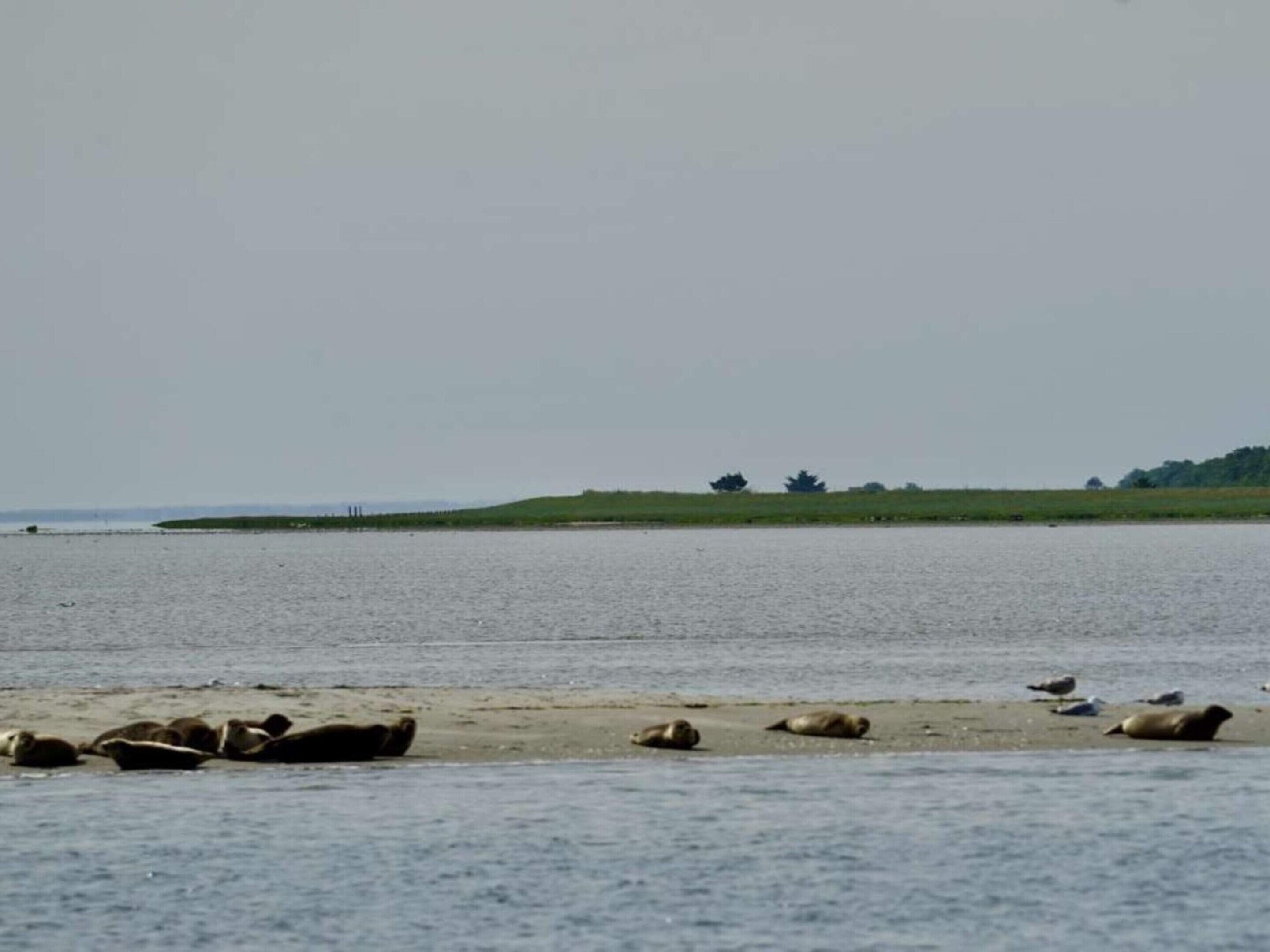 A beach with several seals resting on the sand near the water.