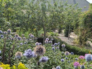 Un jardin où l’on trouve différentes plantes et fleurs, notamment des chardons violets et des fleurs jaunes.