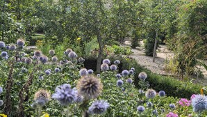 Ein Garten mit verschiedenen Pflanzen und Blumen, darunter violette Disteln und gelbe Blüten.