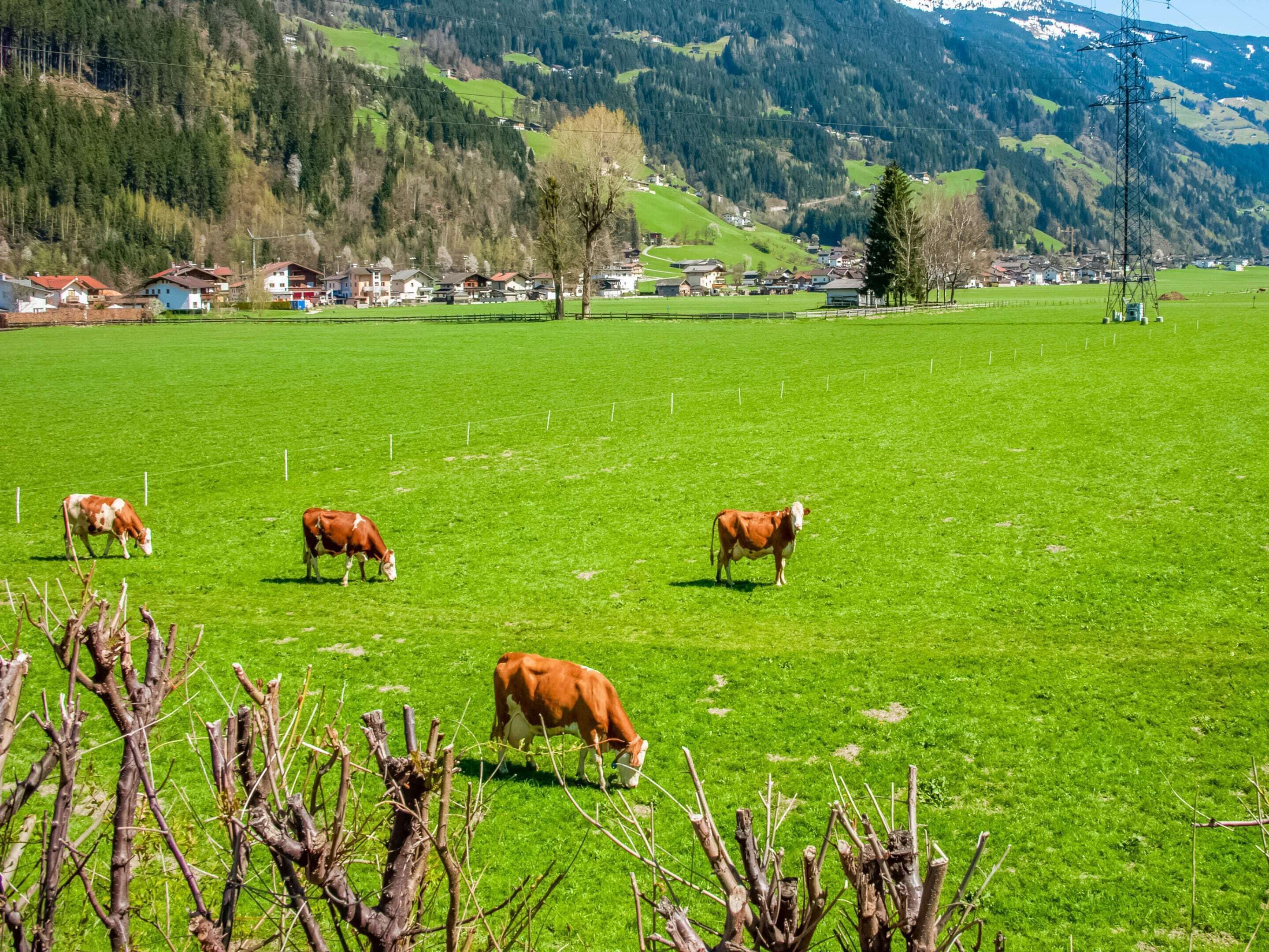 A rural landscape with a green field, a few cows, and a small village in the background.