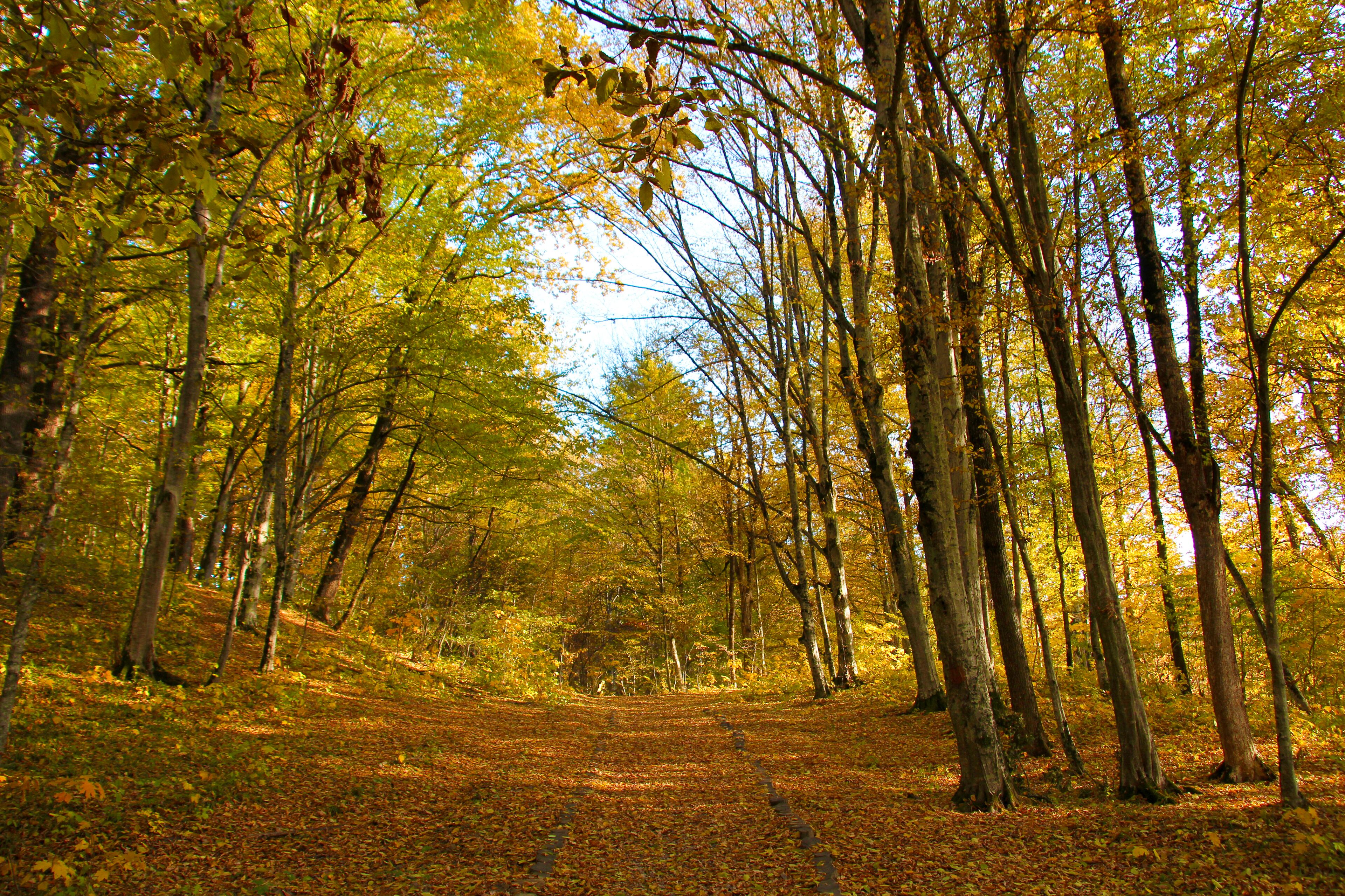 A forest path surrounded by tall trees with autumn foliage.