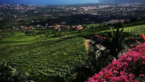 Unclassified image, 3 of 34, button - Secluded Holiday Home in La Perdom With Terrace (La Orotava)