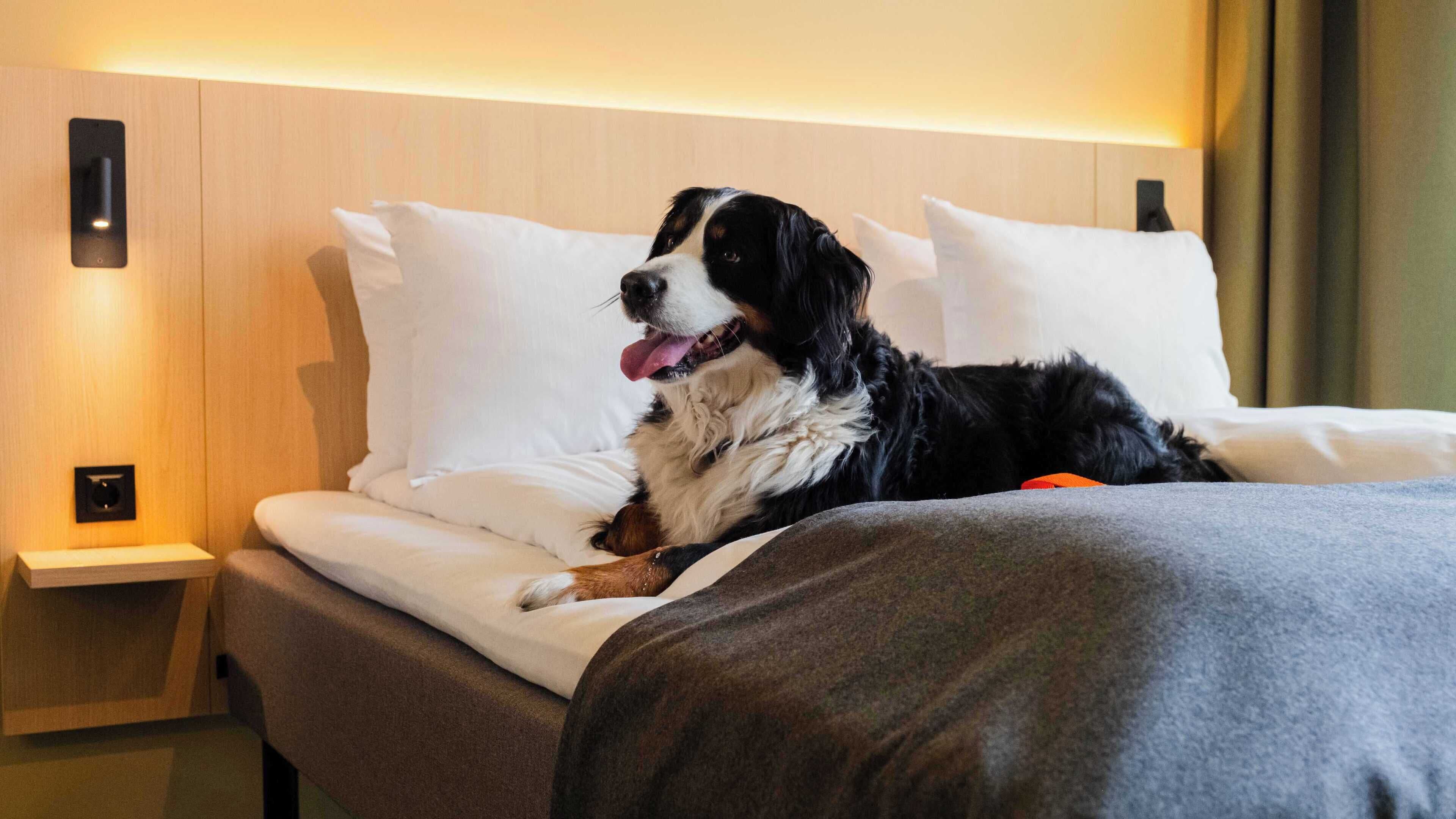 En säng med en hund som ligger på den, ett sängbord och en vägglampa.
