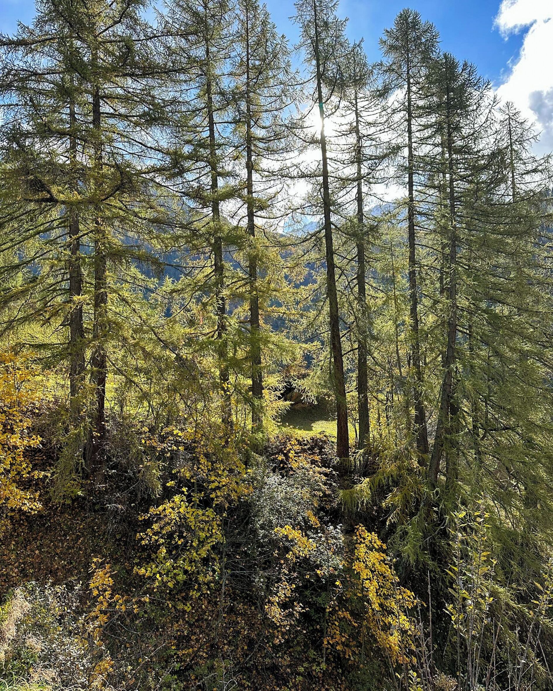 Un bosc dens amb arbres alts i un cel serè.