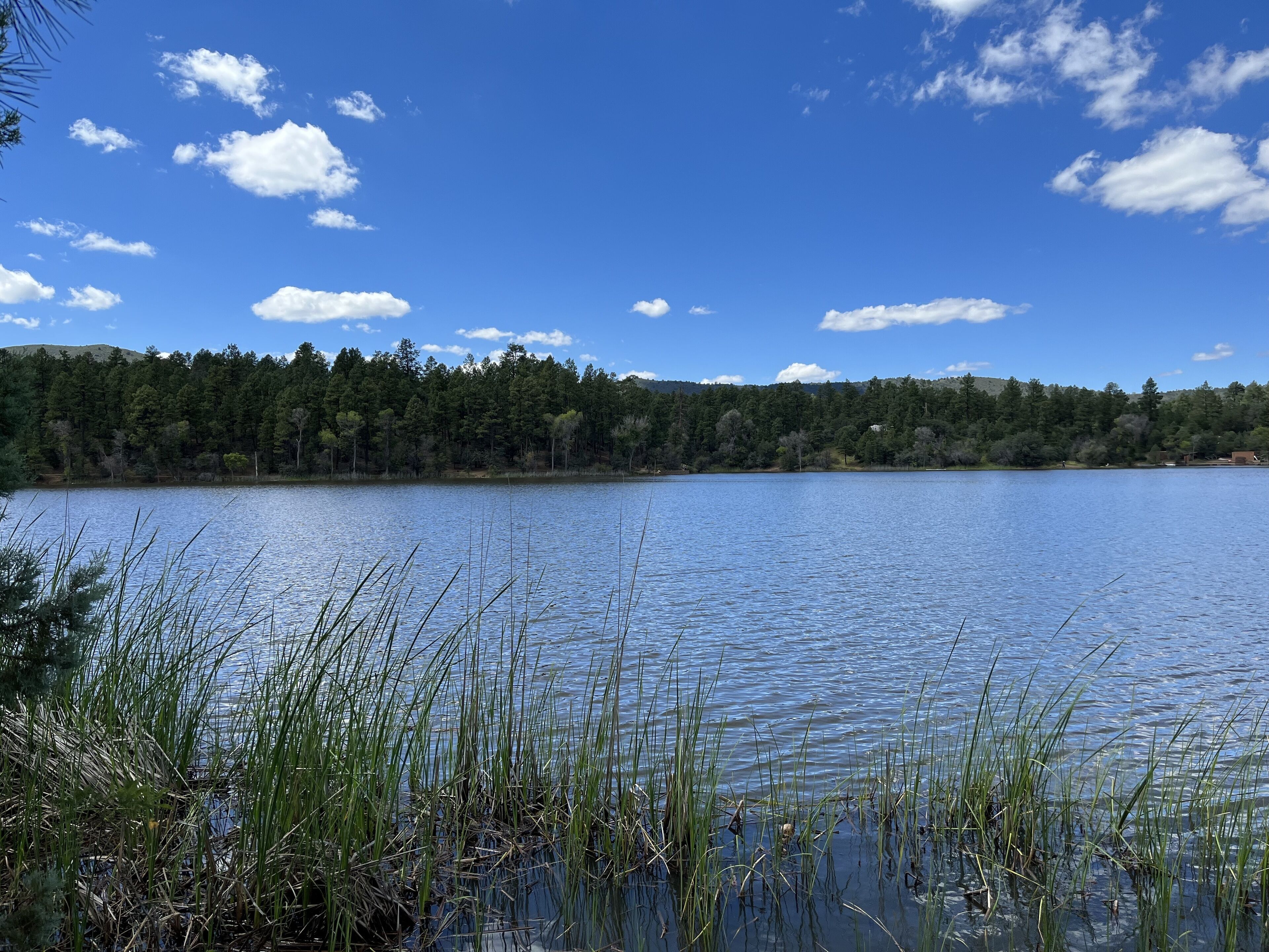 Ein ruhiger See mit dichtem Wald im Hintergrund und hohem Gras im Vordergrund.
