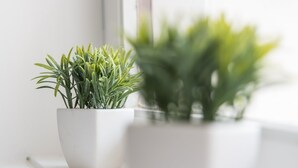 Two potted plants on a windowsill. - GuestReady - October Tide (Porto)