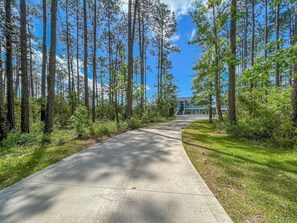 A paved driveway leading to a house surrounded by tall trees and greenery.