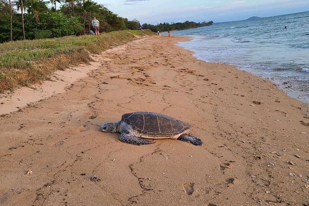 Kihei Garden Estates - Condo on the Beach of Maui