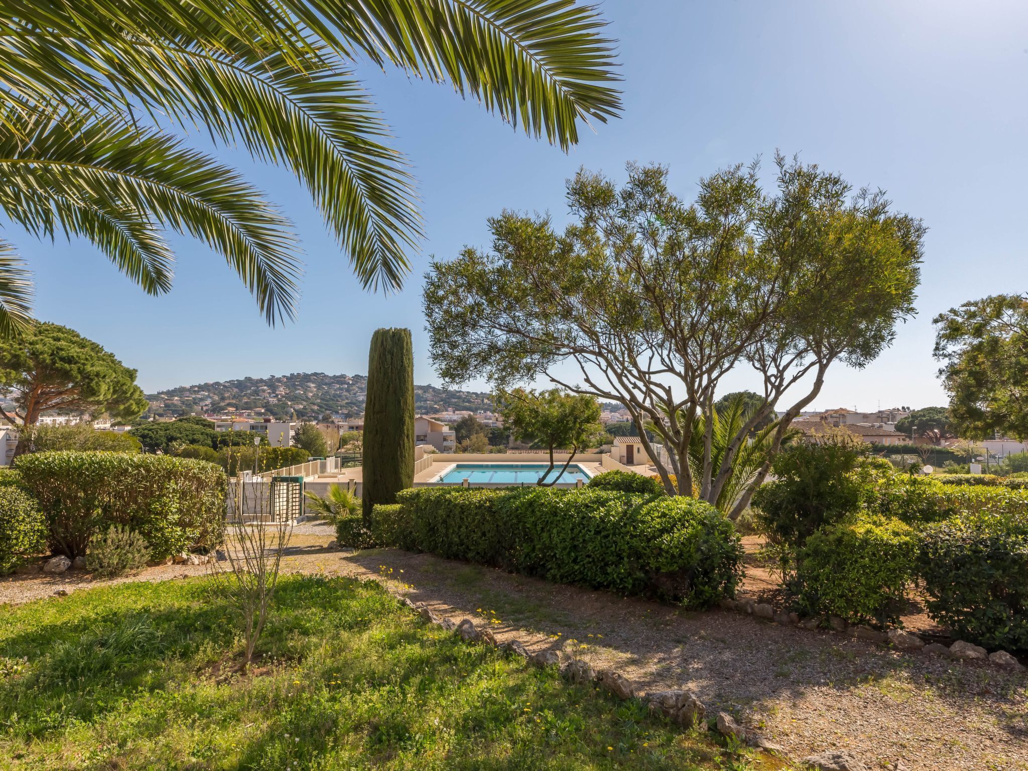 A landscaped garden with a swimming pool, a tall cypress tree, and a view of a hillside town.