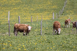 Un campo recintato con mucche al pascolo.
