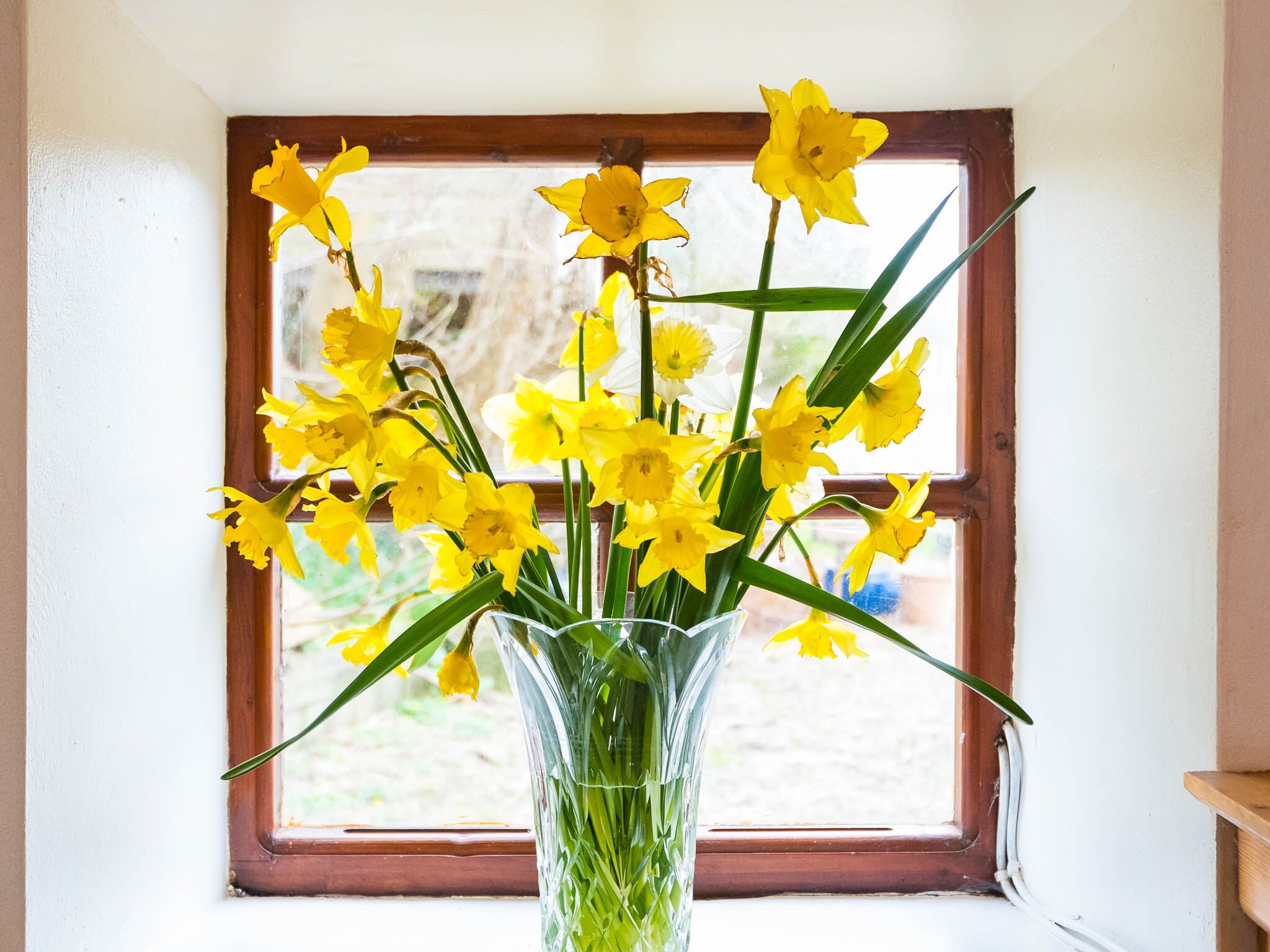 A clear view of a window with a wooden frame and a vase of yellow daffodils on the windowsill.