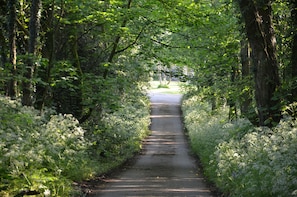 A narrow, tree-lined path in a forested area.