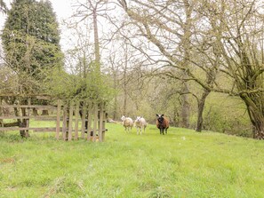 A grassy field with a wooden fence and trees.