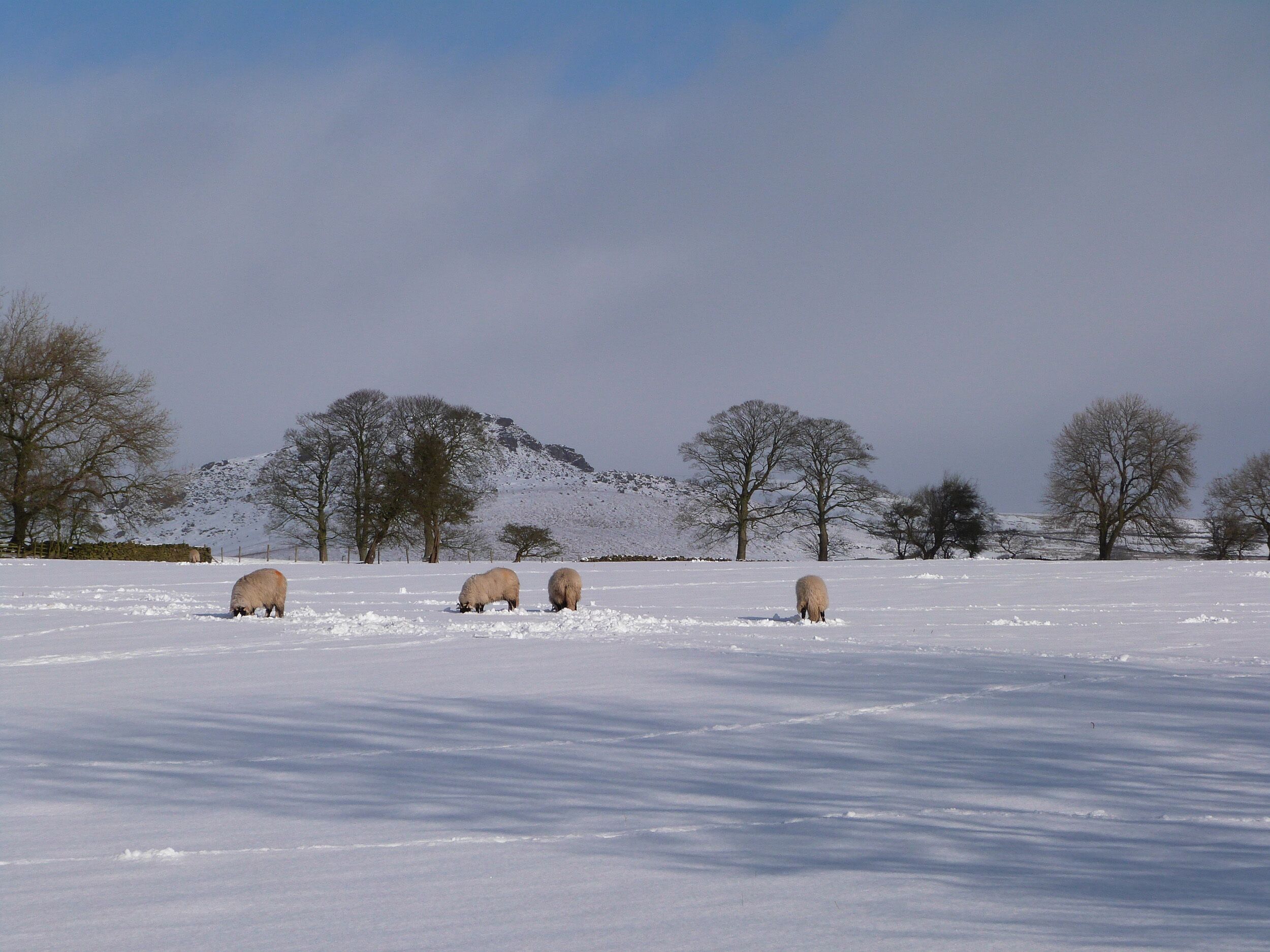 A snowy field with trees and a mountain in the background.