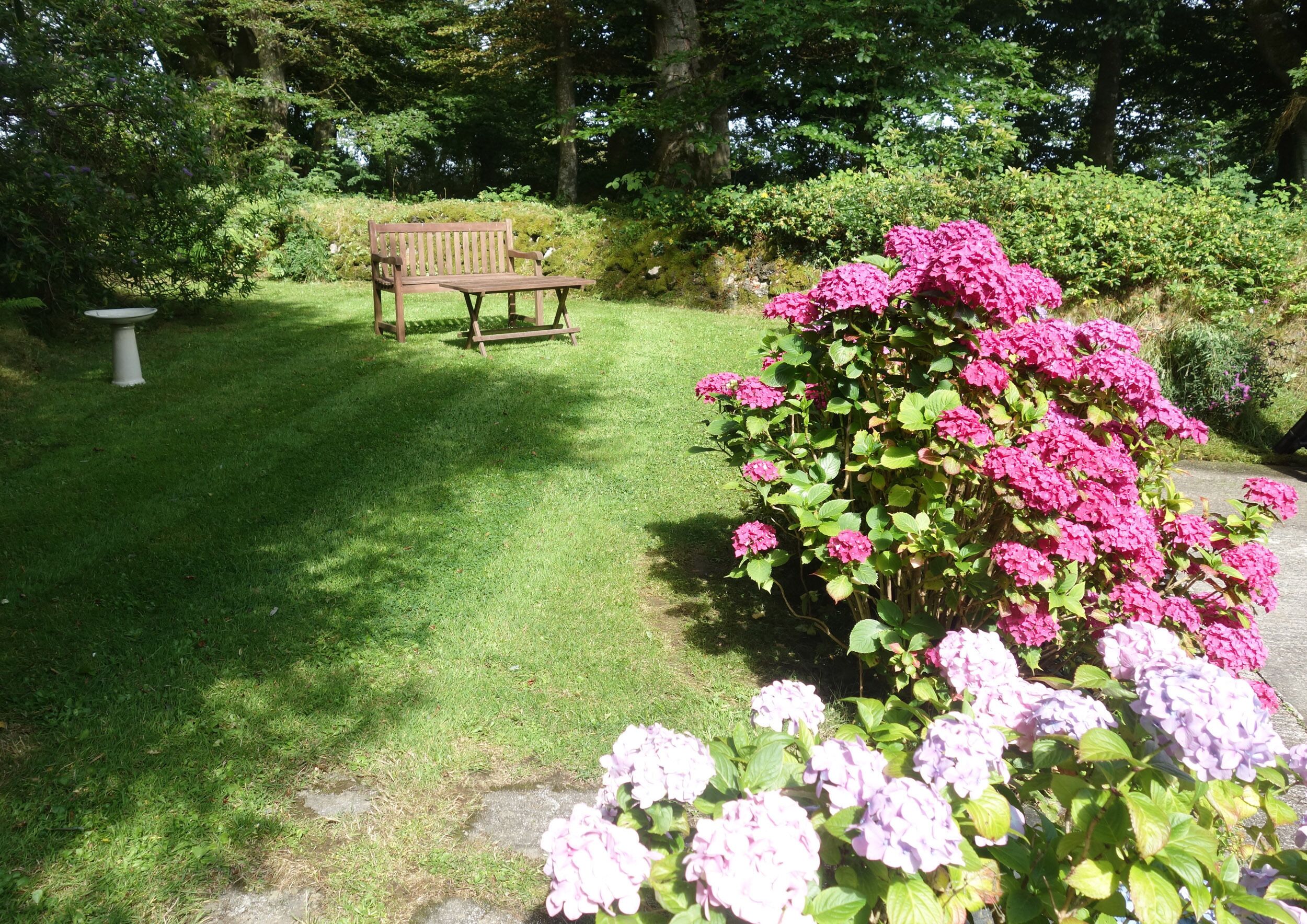 Un jardin avec un banc en bois, une pelouse verdoyante et de magnifiques buissons d’hortensias roses.