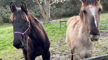 Two horses in a fenced area with a tree and grassy field in the background.