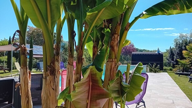 En uteplats med en pool, omgiven av bananträd och ett takförsett sittområde.