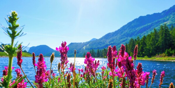 Un lago con montañas al fondo y flores rosadas en primer plano.