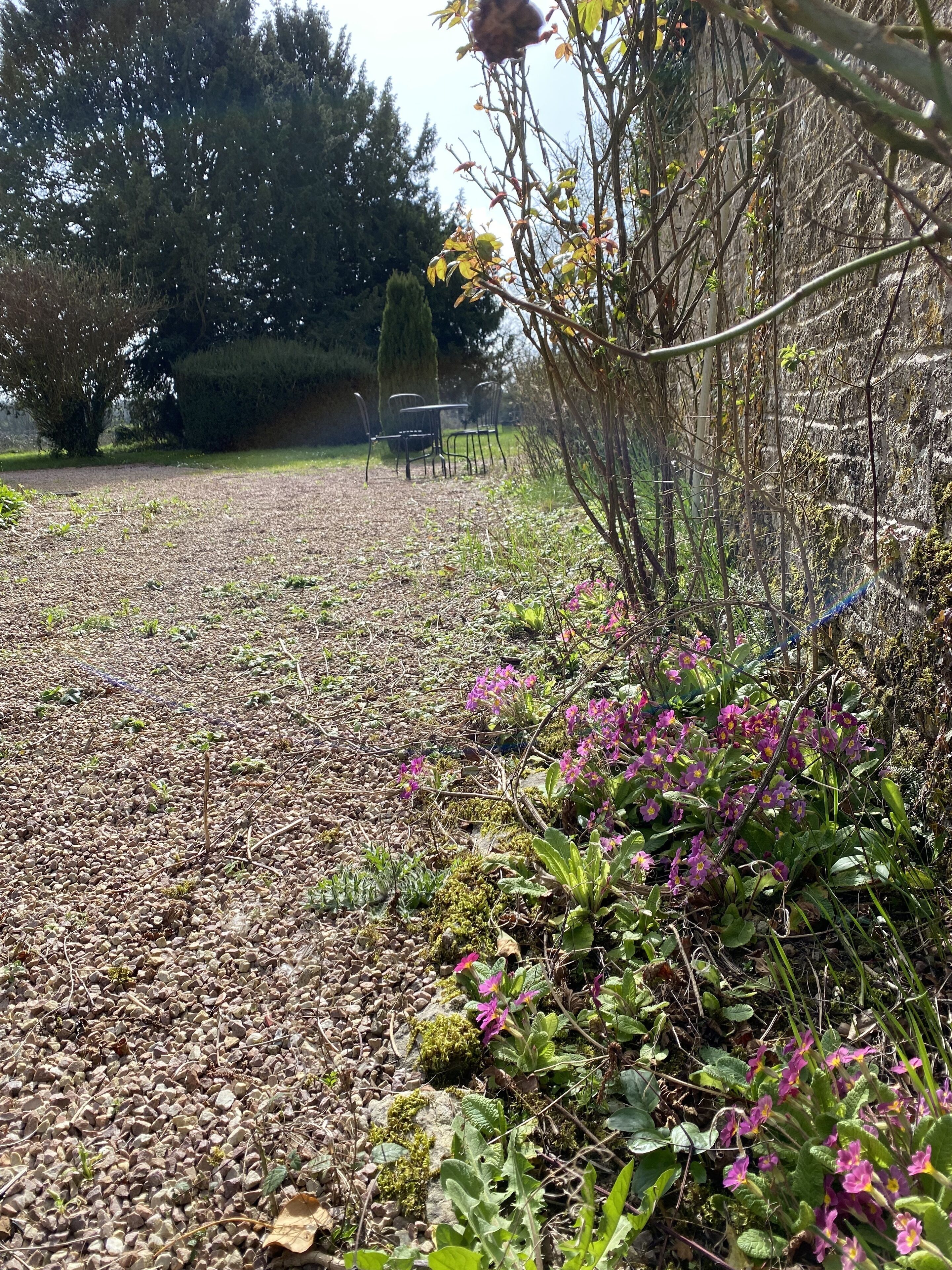 Een tuin met een grindpad, omringd door verschillende planten en struiken, waarvan sommige paarse bloemen hebben. Achterin staan stoelen en tafels, wat een zithoek doet vermoeden.