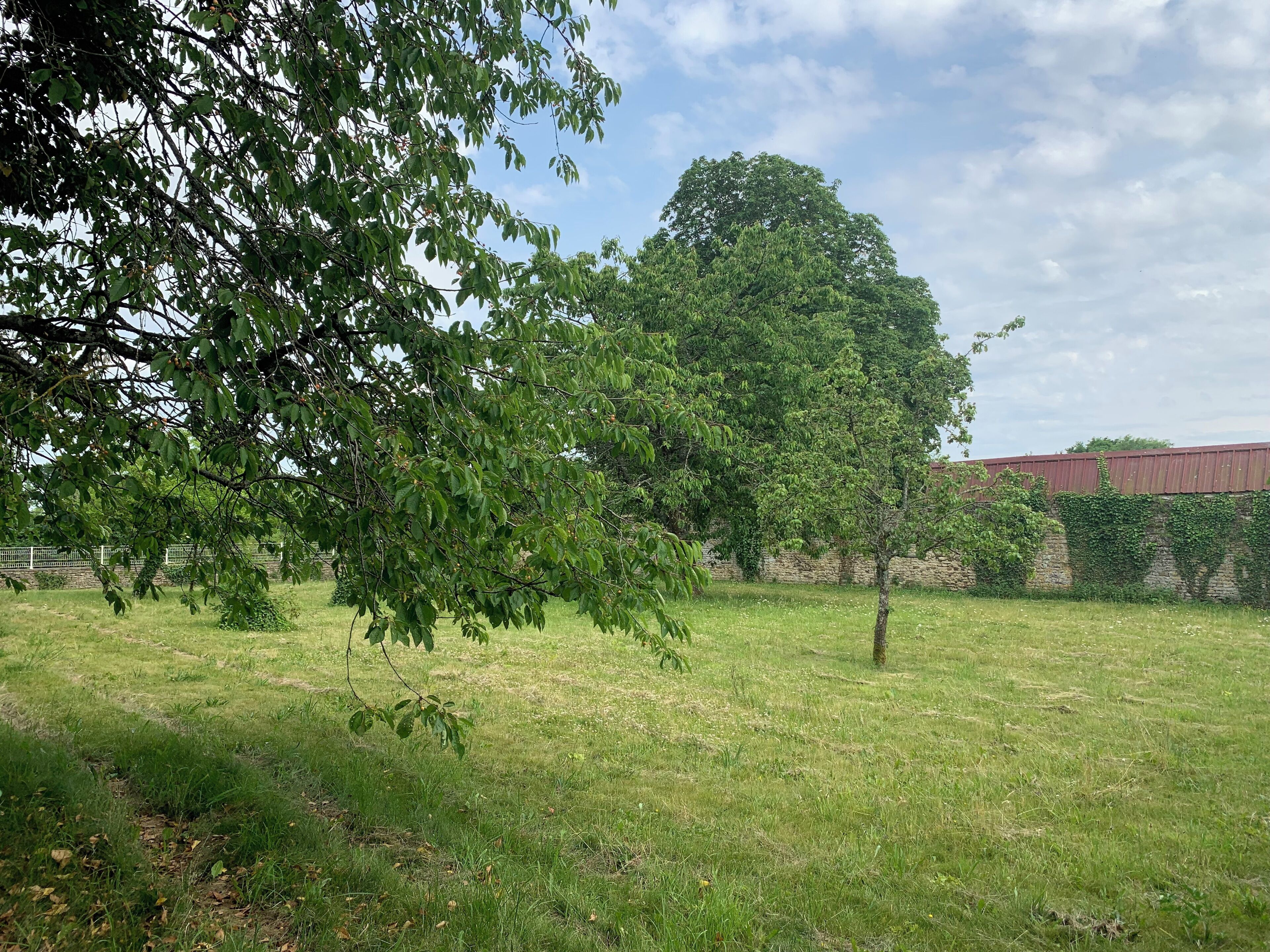 A grassy outdoor area with trees and a stone wall.