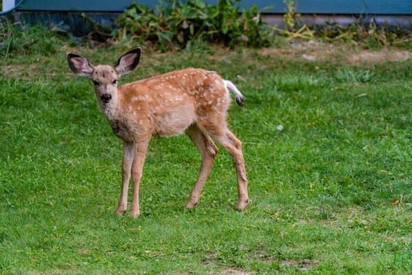 A young deer standing on grass.