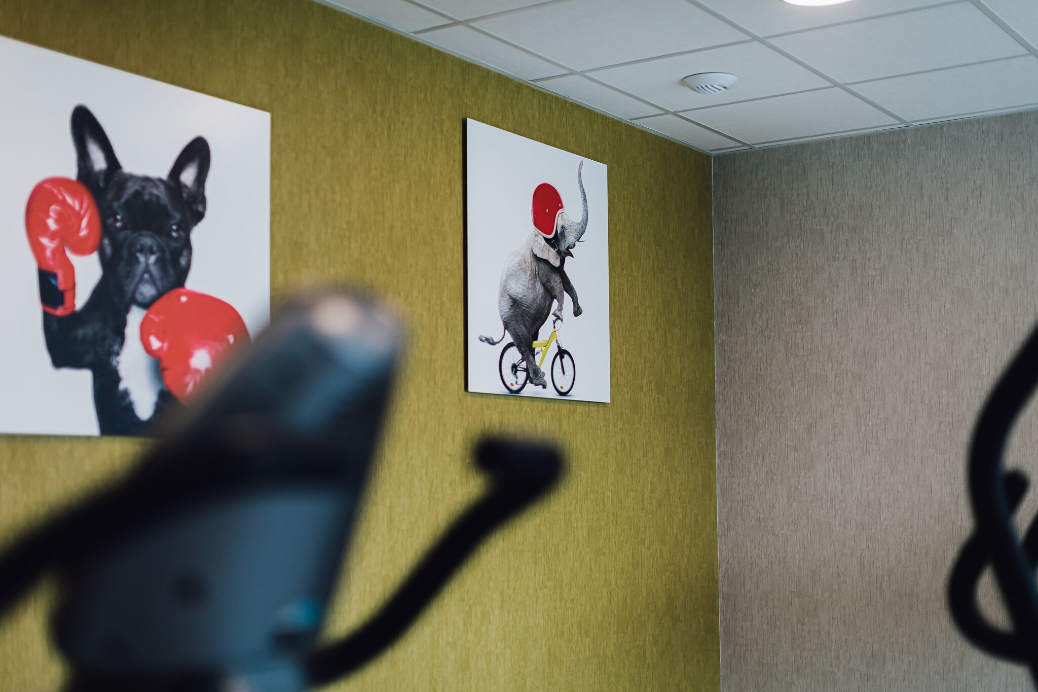 Two wall-mounted artworks depicting a French Bulldog with boxing gloves and an elephant riding a bicycle.