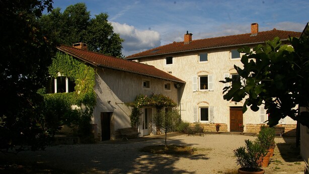 Un cortile con un edificio ricoperto d'edera, un piccolo albero e piante in vaso.