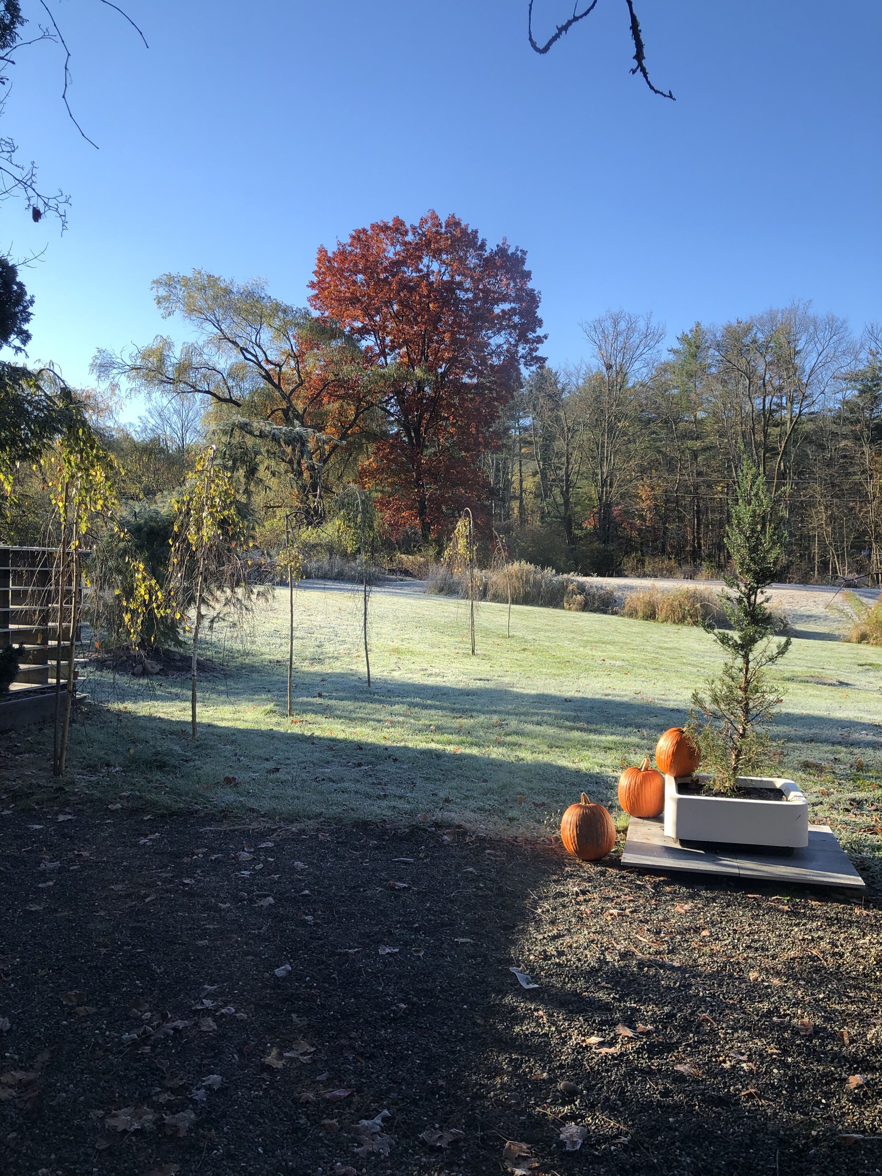 A garden with a wooden bench, a small tree, and pumpkins.