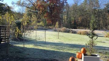 A garden with a wooden bench, a small tree, and pumpkins.
