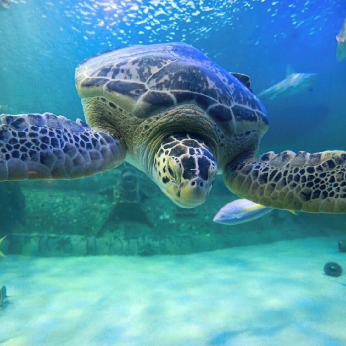 Een zeeschildpad zwemt onder water.