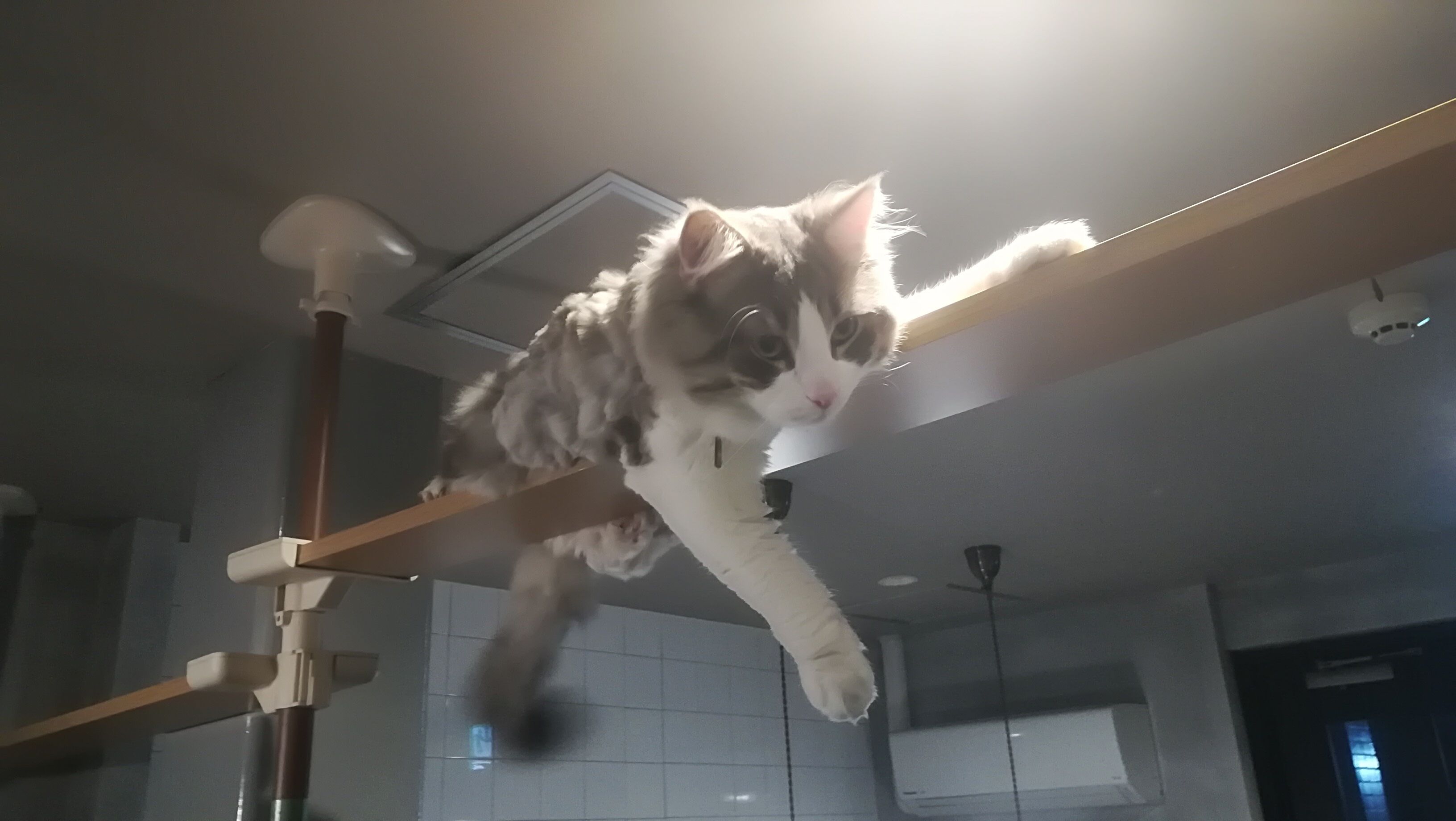 Foto - Cote Sakuragawa