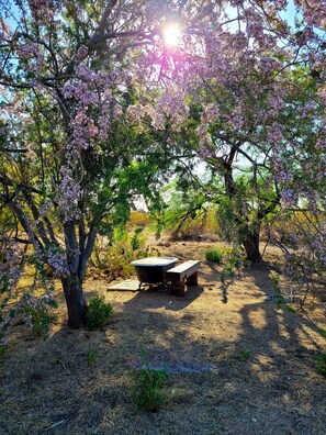 Property grounds - No Pants Ranch & the Sonora Shack - A Sonoran Desert Wildlife Sanctuary (Tucson)