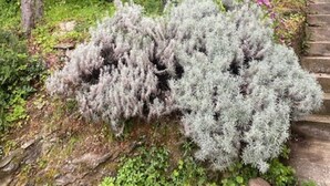Un jardín con diversas plantas y árboles, un sendero de piedra y una valla de metal.