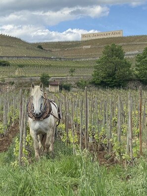 Terrain de lâhĂ©bergement