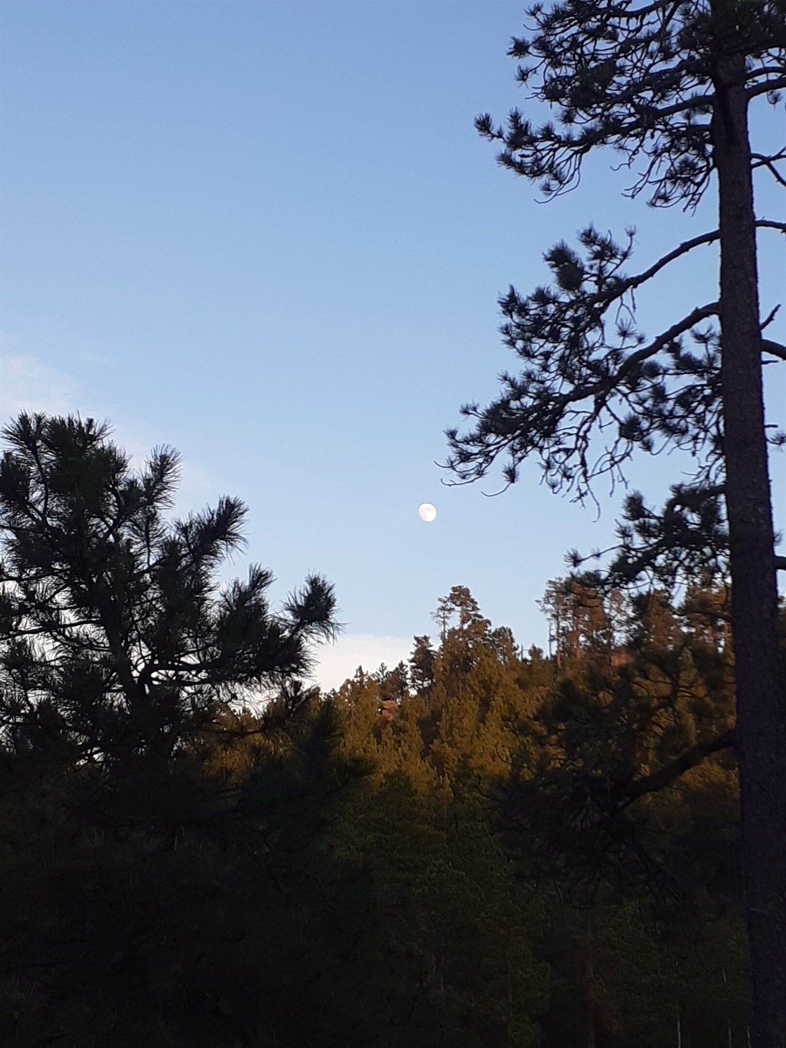 Un bosque con cielo despejado y luna visible.
