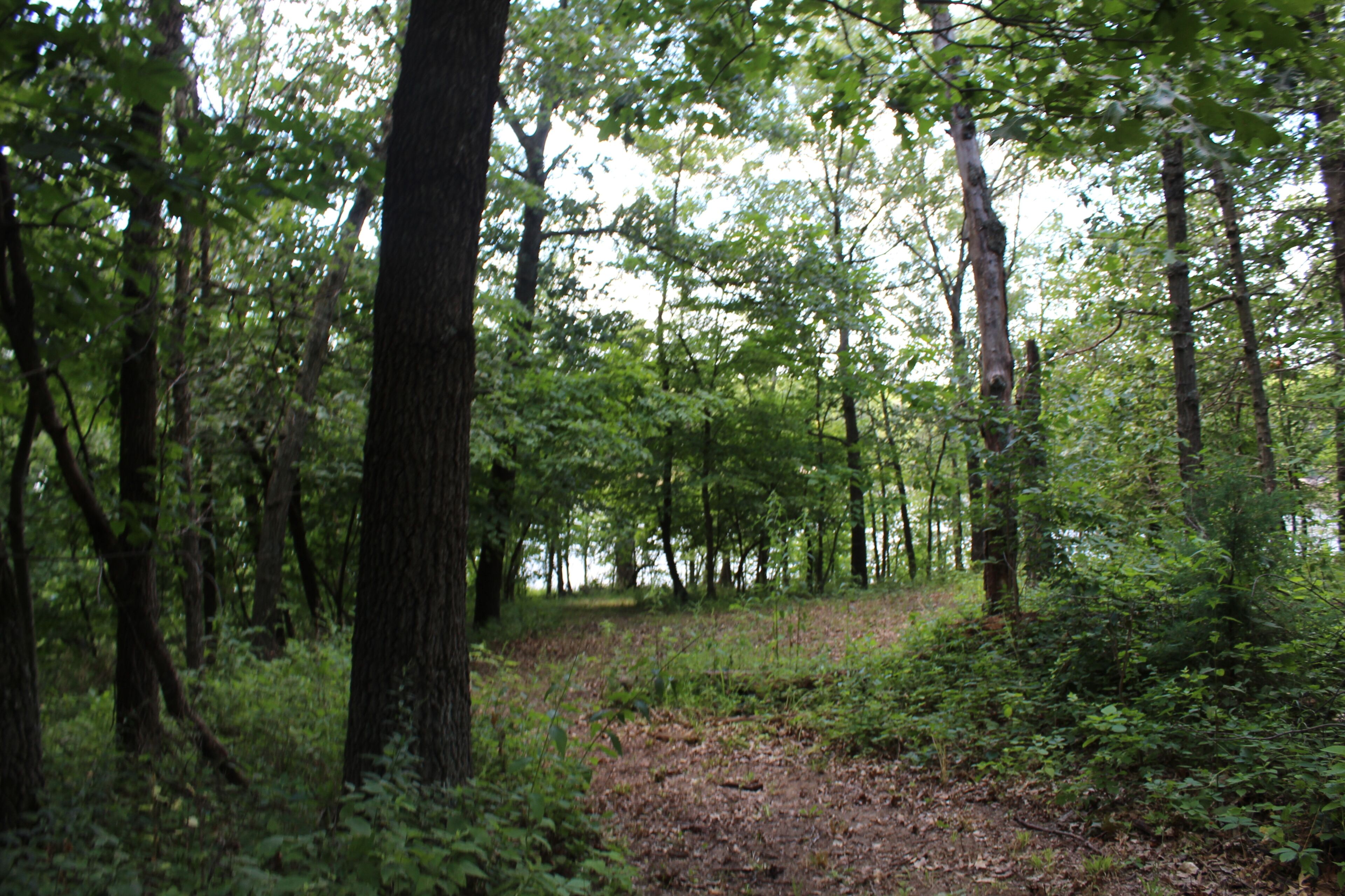 Une zone boisée avec des arbres denses et un sentier de terre.