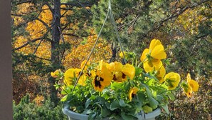 Un pot de fleurs suspendu, orné de fleurs jaunes, est placé devant un décor composé de pins et de feuilles d’automne.